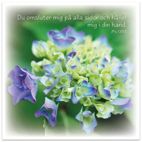 Dubbelt kort - BO1033